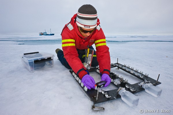 New pan-Arctic study finds complex dynamics between ice, algae and nutrients